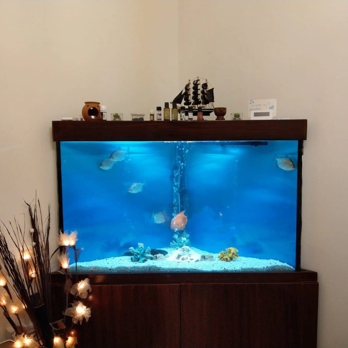 DESIGN AQUARIUM